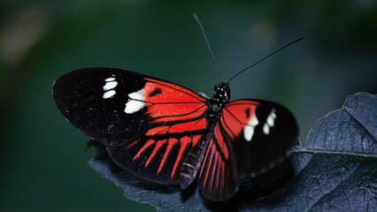 Fototapeta na wymiar admiral butterfly