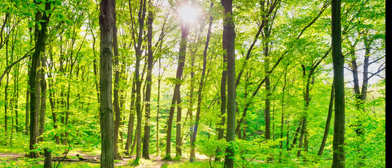 Fototapeta na wymiar Green forest panorama with green sunny trees