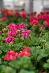 Growing geranium seedlings in professional greenhouse, beautiful red pelargonium flower ceiling of hothouse with rows of plant nursery for sale. Closeup. Selective focus. 