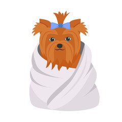 Clean dog in towel semi flat color vector element. Full sized object on white. Domestic animal. Yourkshire terrier grooming simple cartoon style illustration for web graphic design and animation