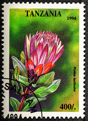 TANZANIA - CIRCA 1994: A stamp printed in Tanzania shows Protea lacticolor illustration. CIRCA 1994