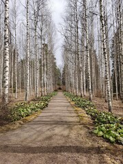 Birch road