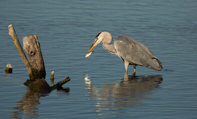 Heron and little fish