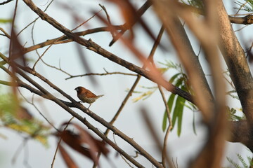 Bird Sat on Tree Branch