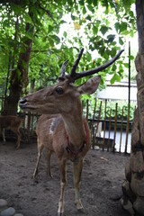 Deer Close Up at Bali Zoo