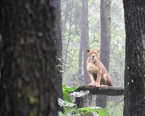 Fototapeta na wymiar Lion Sitting on Tree Trunk