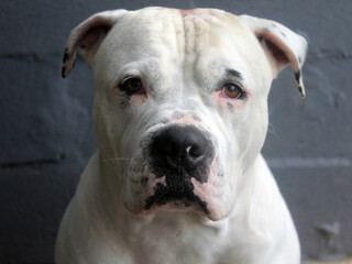 Obraz premium American Staffordshire