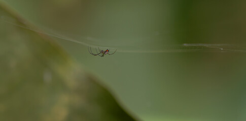 Leucauge venusta - Obstgartenspinne - langkieferige Orbweaver-Spinne