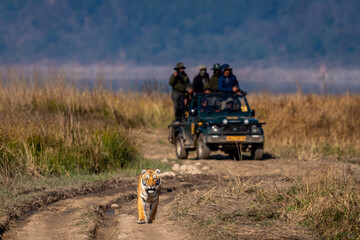 indian wild female tiger walking head on and people or tourist in safari vehicle following her forest road at landscape of dhikala jim corbett national park uttarakhand india - panthera tigris tigris