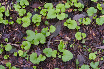 Pretty leaf growing in the forest