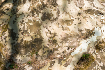 smooth beech bark tree camouflage texture