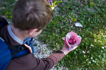 boy studying spring acacia flowers