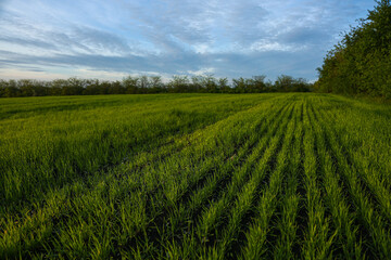 Fototapeta premium Beautiful green wheat farm. Food issue concept.