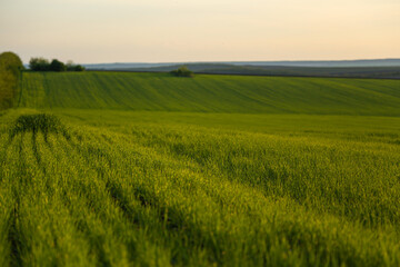 Beautiful green wheat farm. Food issue concept.