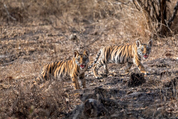 Naklejka na ściany i meble two very small wild tiger cubs with angry face expression and showing aggression to travellers and tourist to stay away in safari at bandhavgarh national park madhya pradesh india - panthera tigris
