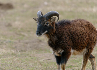 Soayschaf - Hausschaf