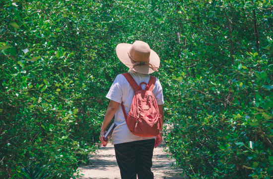 Rear view of female tourist holding note book with backpack walking on walkway in mangrove forest at natural parkland, ecotourism concept