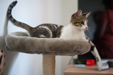 young cat playing on the multi-level scratch