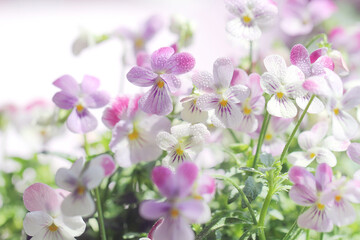Obraz na płótnie Canvas purple viola flowers on purple background