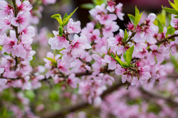 Cherry blossoms in the summer