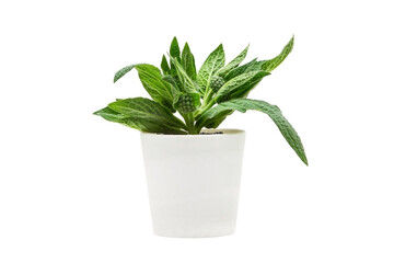 Indoor plant isolated on a white background