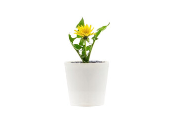 Indoor plant isolated on a white background