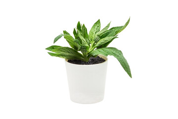 Indoor plant isolated on a white background
