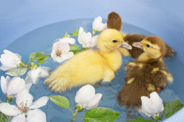 Little ducklings swim in the water with flowers. For an article about ducks, veterinary clinic. printing on a calendar, banner, website, notepad, textiles.