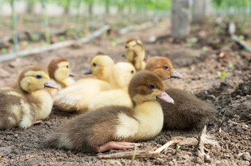 Little ducks are sitting in the grass. For an article about ducks, veterinary clinic. printing on a calendar, notepad, textiles.
