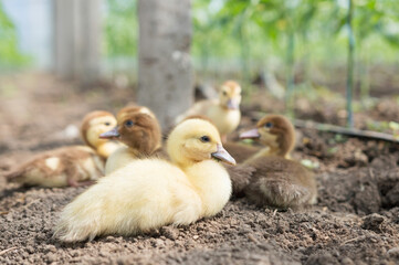 Little ducks are sitting in the grass. For an article about ducks, veterinary clinic. printing on a calendar, notepad, textiles.
