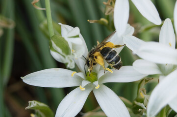 beautiful white flower close-up with a bee on a background of green grass.
printing for a magazine, book, tablecloth, gift paper, textiles, household goods, children's clothing.