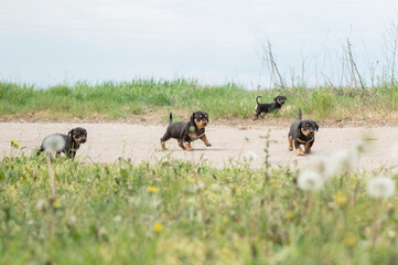 Little puppies run and play in the grass. For an article about dogs, veterinary clinic. printing on a calendar, notepad, textiles.
