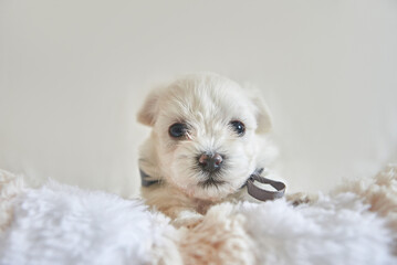 White maltese puppy close-up