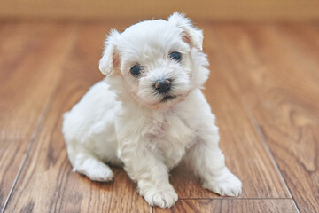 White maltese puppy close-up
