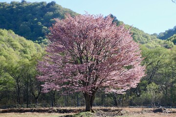 桧原の一本桜・裏磐梯（福島県・北塩原村）