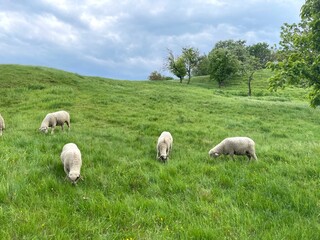 Obraz premium Sheep graze in the meadow. A flock of sheep grazing free walking