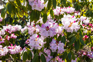 Rhododendron flowers grow and bloom in the botanical garden
