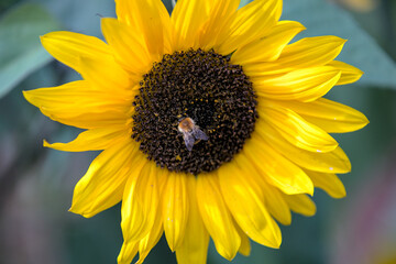 Eine Sonnenblume mit einer Biene als Makro im Sonnenlicht mit strahlenden Fraben