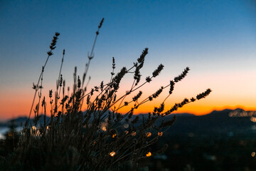 sunset in the grass