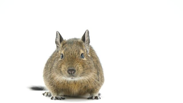 キョロキョロするデグー