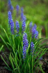 spring flowers in a flower bed in the garden