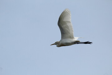 Egret flying with flat blue background