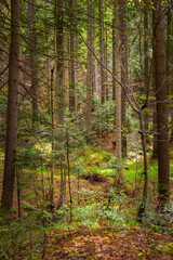 Obraz premium dense coniferous forest on a hot day