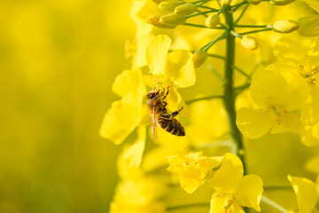 Bee collecting pollen for honey on blooming rapeseed canola flowers.
