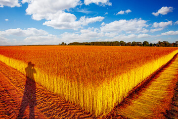 Flax fields in Normandy, France