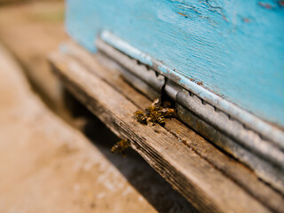 Many bees return to the hive and enter the hive with the collected flower nectar and flower pollen. Healthy organic farm honey. The wooden beehive is blue.