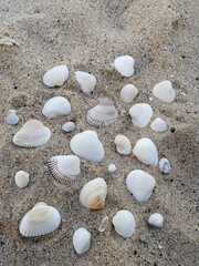 Fototapeta na wymiar Beautiful sea shells on the shore of the Black Sea 