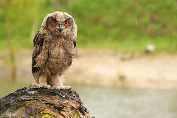 Wild Eurasian Eagle Owl sits outside on a tree trunk in the rain. Red-eyed, six-week-old bird of prey. raining, raindrops rainy weather