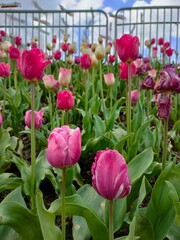 pink tulips in a garden