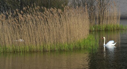 Two white swans: a female in reeds on a nest, a male nearby in the water. Selective focus.